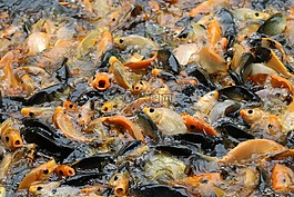 魚,食品,自然