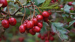 水果,性質(zhì),漿果