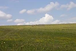 草地,秋季,gaensebluemche