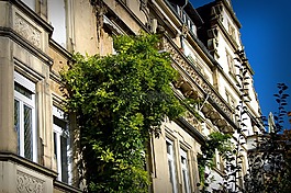 海得爾堡,的weststadt,落葉喬木
