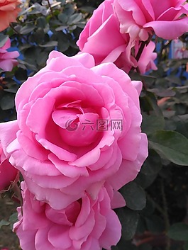 花,玫瑰,花瓣
