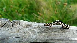 動物,卡特彼勒,蝴蝶