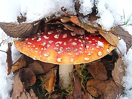 飛木耳,第一場雪,隱藏