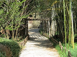 竹,anduze,歡快