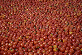 背景,蕃茄,紅色
