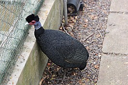 鳥(niǎo),動(dòng)物園,公園