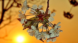 櫻桃,花卉,春天