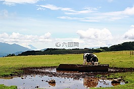牛,牧场,山