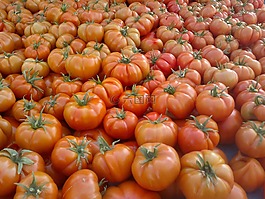 番茄,紅色,食品