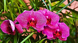 蘭花,花卉,春天