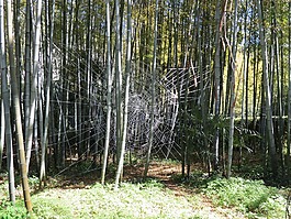 竹,anduze,歡快