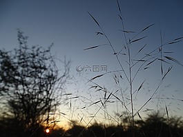 太陽(yáng),上午,草