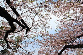 櫻桃,木材,城堡