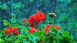 花卉,淋浴,花園