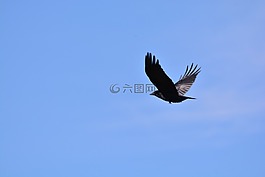 烏鴉,鴉雀,寒鴉
