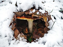 飛木耳,第一場雪,隱藏