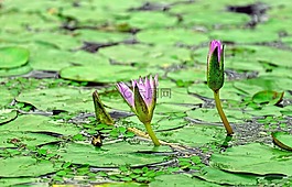 睡莲,水生植物,开花