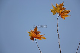 楓葉,天空,藍(lán)