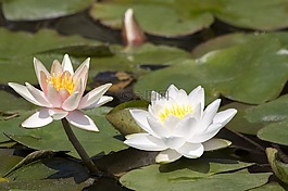 睡蓮,湖玫瑰,水生植物