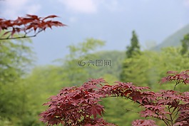楓葉,紅葉,竹