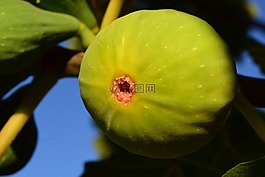 無花果,綠色,水果