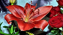 花卉,切,花束