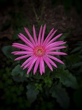 花,植物區(qū)系,自然
