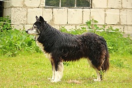 狗,邊框,邊境牧羊犬