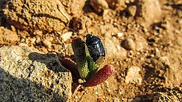 甲蟲,昆蟲,動(dòng)物