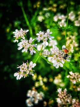 花,自然,植物區(qū)系