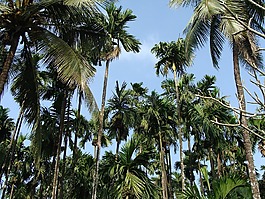 檳榔黃化,果園,人工林