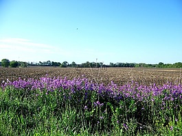 鮮花,國家,農(nóng)村