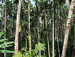 檳榔黃化,果園,人工林