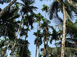 檳榔黃化,檳榔,果園