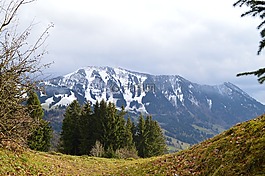 阿爾高,山,綠化