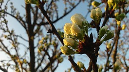 露水,花蕾,花卉