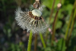 鮮花,夏季,性質(zhì)