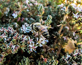 蜜蜂,昆蟲,特寫