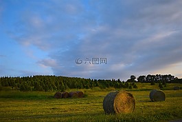 農(nóng)場,樹,干草