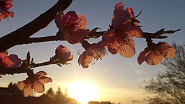 日落,光,天空