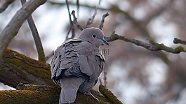 鴿子,動物,鳥