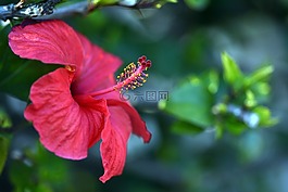 芙蓉花,红色,花