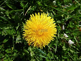 蒲公英,黃色,開(kāi)花