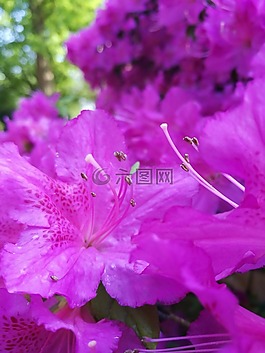 紫,性質(zhì),鮮花