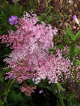 迷你花,花園,粉紅色