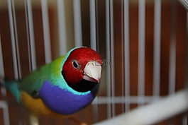 gouldian,鳥(niǎo),飛