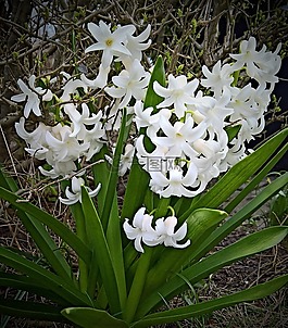 廠,風(fēng)信子,花