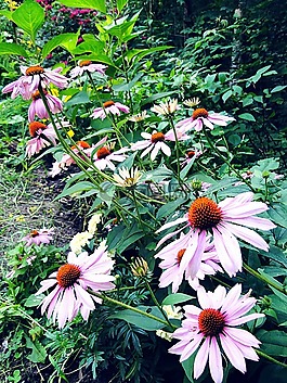 coneflower,花,松果菊