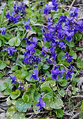 紫羅蘭,紫色,小花
