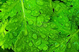 下降,滴,雨